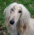 /album/fotogalerie-afghansky-chrt/afghan-hound-2-jpg/