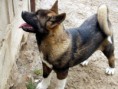 /album/fotogalerie-americka-akita/akita2-igallery-image0000607-igallery-image0000002-640x480-logo-server-haficicz-jpg/