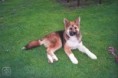 /album/fotogalerie-americka-akita/akita3-001-igallery-image0000606-igallery-image0000001-640x480-logo-server-haficicz-jpg/