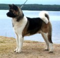 /album/fotogalerie-americka-akita/americka-akita4-0-jpg/