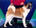 /album/fotogalerie-americka-akita/americka-akita-1-igallery-image0000005-640x480-logo-server-haficicz-jpg/
