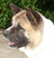 /album/fotogalerie-americka-akita/americka-akita-2-igallery-image0000006-640x480-logo-server-haficicz-jpg/