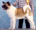 /album/fotogalerie-americka-akita/americka-akita-3-igallery-image0000007-640x480-logo-server-haficicz-jpg/