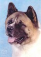 /album/fotogalerie-americka-akita/americka-akita-5-igallery-image0000004-640x480-logo-server-haficicz-jpg/