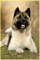 /album/fotogalerie-americka-akita/miskapark1-jpg/