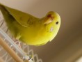/album/fotogalerie-andulka-vlnkovana/budgerigar-female-benno-jpg/